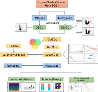 Integrated analysis of genome-wide DNA methylation and cancer-associated fibroblasts identified prognostic biomarkers and immune checkpoint blockade in lower grade gliomas